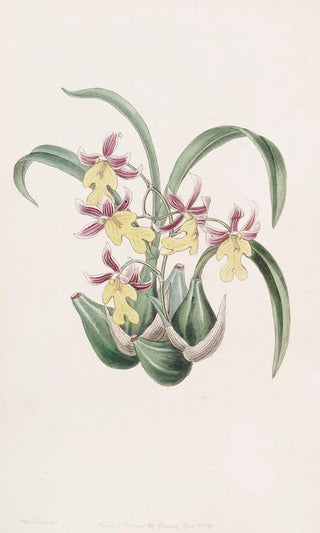 Sydenham Edwards - Mr Warners Toothtongue.webp