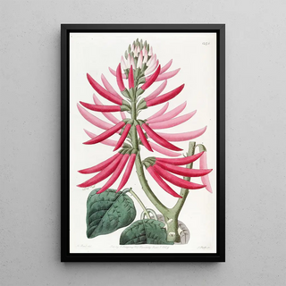 Sydenham Edwards - Nakedflowering Erythrina.webp