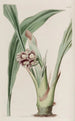 Tupistra penchée - Sydenham Edwards — Ansicht des Kunstwerks