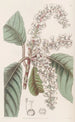 Clèthre à feuilles de chêne - Sydenham Edwards — Ansicht des Kunstwerks