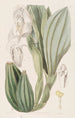 Anguloa à une fleur - Sydenham Edwards — Ansicht des Kunstwerks