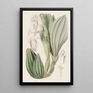 Sydenham Edwards - Oneflowered Anguloa.webp