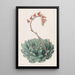 Echeveria unilaterale - Sydenham Edwards — gerahmtes Bild an der Wand