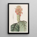 Aphelandra orange - Sydenham Edwards — gerahmtes Bild an der Wand