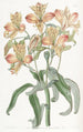 Alstroemeria mit orangefarbenen Blumen - Sydenham Edwards — Ansicht des Kunstwerks