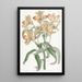 Alstroemeria mit orangefarbenen Blumen - Sydenham Edwards — gerahmtes Bild an der Wand