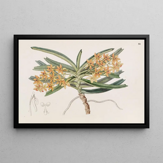 Sydenham Edwards - Orangered Saccolabe.webp