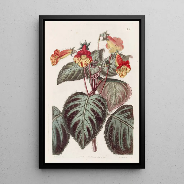 Sydenham Edwards - Painted Achimenes.webp