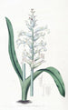 Lachenalia à fleurs bleu pâle - Sydenham Edwards — Ansicht des Kunstwerks