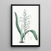Lachenalia à fleurs bleu pâle - Sydenham Edwards — gerahmtes Bild an der Wand