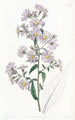 Aster pâle - Sydenham Edwards — Ansicht des Kunstwerks