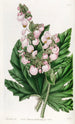 Bégonia à feuilles de panais - Sydenham Edwards — Ansicht des Kunstwerks