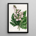Bégonia à feuilles de panais - Sydenham Edwards — gerahmtes Bild an der Wand
