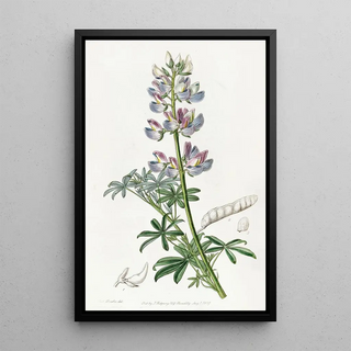Sydenham Edwards - Partycoloured Lupine.webp