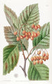 Epine à feuilles de poirier - Sydenham Edwards — Ansicht des Kunstwerks