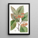 Epine à feuilles de poirier - Sydenham Edwards — gerahmtes Bild an der Wand