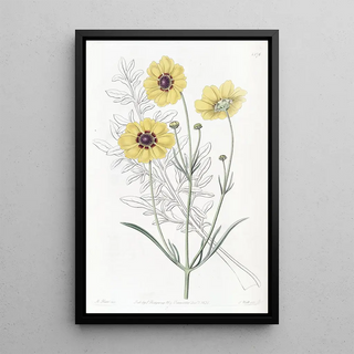 Sydenham Edwards - Perennial Dyers Coreopsis.webp