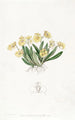 Oncidium pygmée - Sydenham Edwards — Ansicht des Kunstwerks