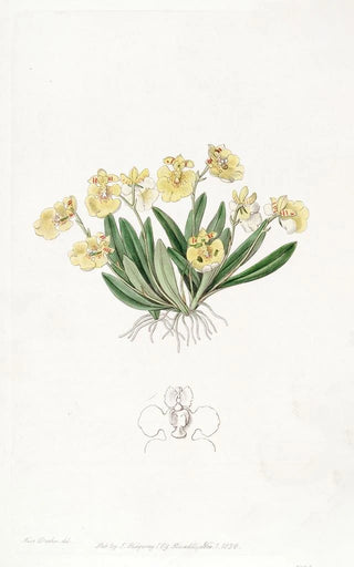 Sydenham Edwards - Pigmy Oncidium.webp