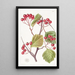 Stackhousia à pointes roses - Sydenham Edwards — gerahmtes Bild an der Wand