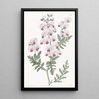 Sydenham Edwards - Pinnated Schizanthus.webp