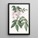 Turreaea pennée - Sydenham Edwards — gerahmtes Bild an der Wand