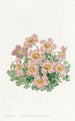 Oxalis de Piotta - Sydenham Edwards — Ansicht des Kunstwerks