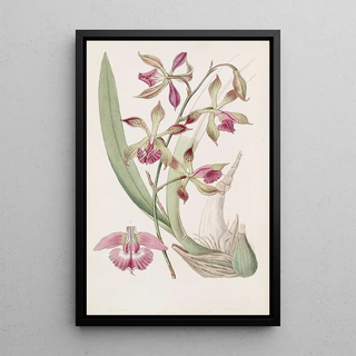 Sydenham Edwards - Plaitedlipped Epidendrum.webp