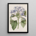 Hindsia blau Porzellan - Sydenham Edwards — gerahmtes Bild an der Wand