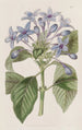 Hindsia blau Porzellan - Sydenham Edwards — Ansicht des Kunstwerks