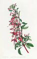 Fuchsia de Port Famine - Sydenham Edwards — Ansicht des Kunstwerks