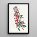 Fuchsia de Port Famine - Sydenham Edwards — gerahmtes Bild an der Wand