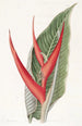 Heliconia poudrée - Sydenham Edwards — Ansicht des Kunstwerks