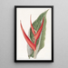 Heliconia poudrée - Sydenham Edwards — gerahmtes Bild an der Wand