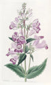 Pentstemon joli - Sydenham Edwards — Ansicht des Kunstwerks