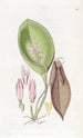Pleurothallis prolifère - Sydenham Edwards — Ansicht des Kunstwerks