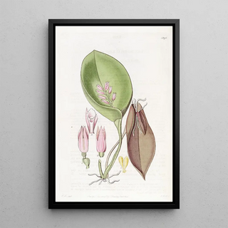 Sydenham Edwards - Proliferous Pleurothallis.webp