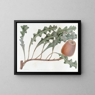 Banksia prostrée - Sydenham Edwards — gerahmtes Bild an der Wand