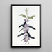 Hovea pourpre - Sydenham Edwards — gerahmtes Bild an der Wand