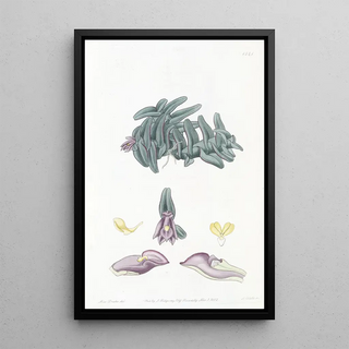 Sydenham Edwards - Purple Nanodes.webp