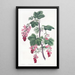 Groseillier à fleurs pourpres – Sydenham Edwards — gerahmtes Bild an der Wand