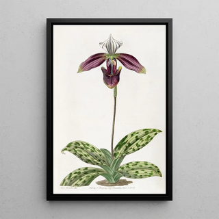 Sydenham Edwards - Purplestained Ladys Slipper.webp