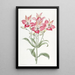 Alstromeria mit roten Flecken - Sydenham Edwards — gerahmtes Bild an der Wand