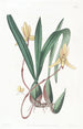 Cymbidium à bord rouge - Sydenham Edwards — Ansicht des Kunstwerks