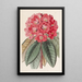 Rhododendron Rollissonii - Sydenham Edwards — gerahmtes Bild an der Wand