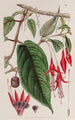 Fuchsia enraciné - Sydenham Edwards — Ansicht des Kunstwerks