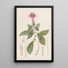 Barnadésie rose - Sydenham Edwards — gerahmtes Bild an der Wand