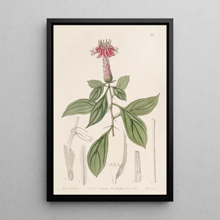 Sydenham Edwards - Rosecoloured Barnadesia.webp