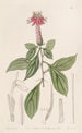 Barnadésie rose - Sydenham Edwards — Ansicht des Kunstwerks