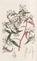 Centradénie rosa - Sydenham Edwards — Ansicht des Kunstwerks